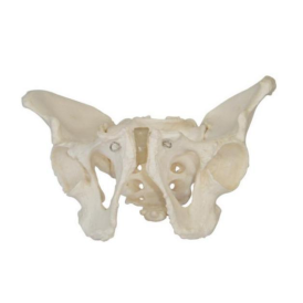 Life size pelvic skeleton models,Male Adult Pelvis model
